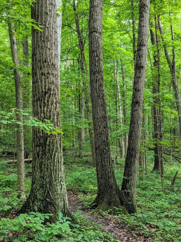 The trees in Lloyd W Bender Memorial , Indiana