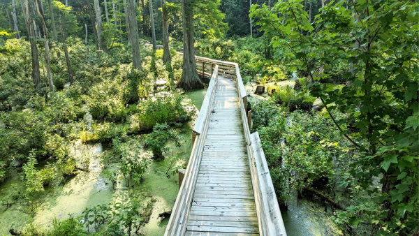 Twin Swamps Nature Preserve, Mount Vernon